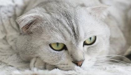 开云官网-上海男篮成功晋级八强，逐梦冠军，上诲男篮